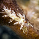Tenellia sp. BE